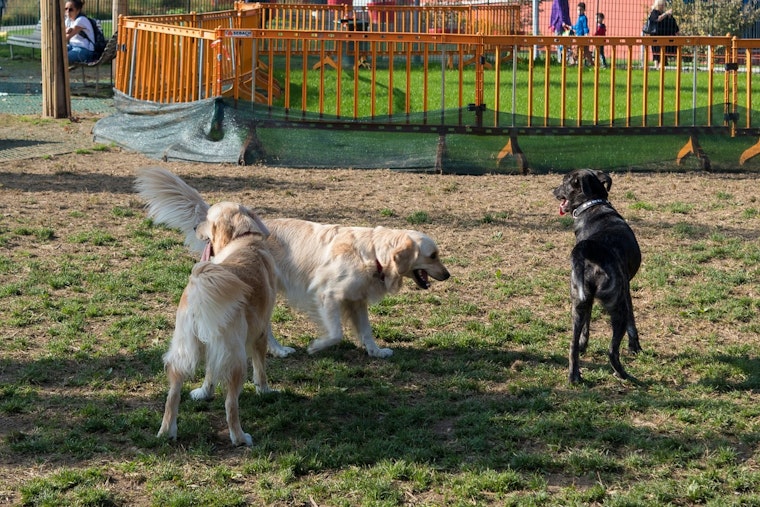 Saint Paul's Final 'Kick it at Kellogg' Event to Offer Fun for Pets and Owners at Kellogg Mall Park
