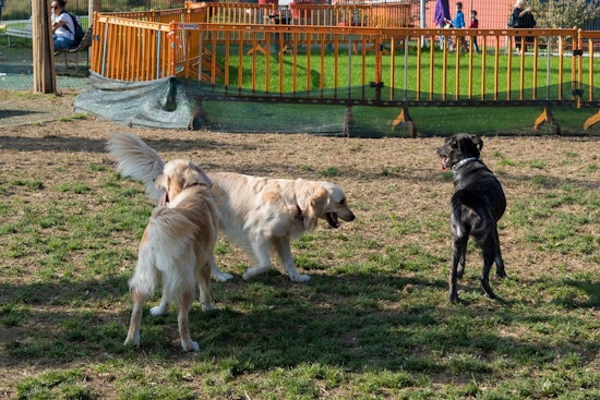 Saint Paul's Final 'Kick it at Kellogg' Event to Offer Fun for Pets and Owners at Kellogg Mall Park