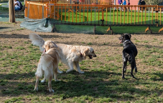 Saint Paul's Final 'Kick it at Kellogg' Event to Offer Fun for Pets and Owners at Kellogg Mall Park