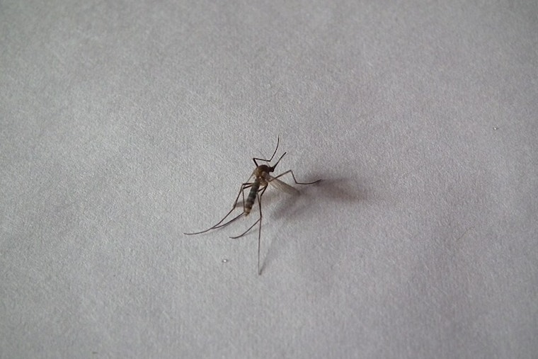 Salt Lake County Encounters First-Ever St. Louis Encephalitis Virus Presence in Mosquitoes
