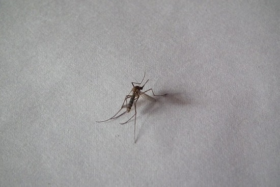 Salt Lake County Encounters First-Ever St. Louis Encephalitis Virus Presence in Mosquitoes