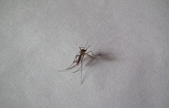 Salt Lake County Encounters First-Ever St. Louis Encephalitis Virus Presence in Mosquitoes