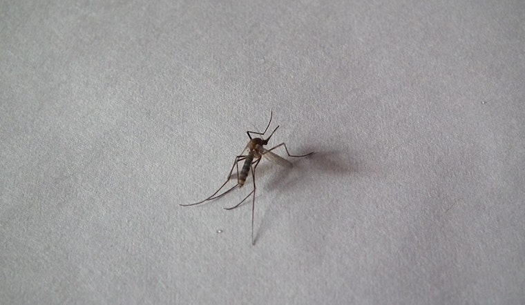 Salt Lake County Encounters First-Ever St. Louis Encephalitis Virus Presence in Mosquitoes