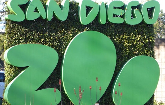 San Diego Artists Honor Beloved Zoo Animals with Touching East Village Mural