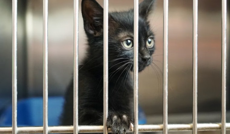 San Diego Humane Society Hosts Fee-Free "Clear the Shelters Day" to Encourage Pet Adoptions