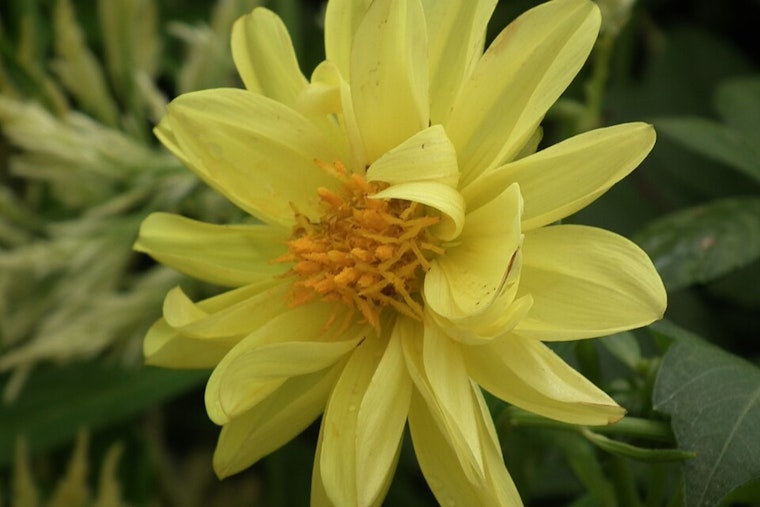 San Francisco Celebrates Beloved Blossoms at Annual Dahlia Show in Golden Gate Park