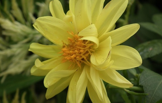San Francisco Celebrates Beloved Blossoms at Annual Dahlia Show in Golden Gate Park