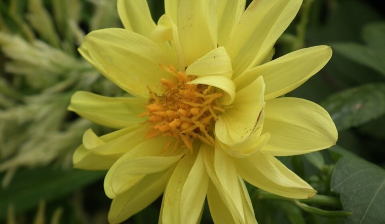 San Francisco Celebrates Beloved Blossoms at Annual Dahlia Show in Golden Gate Park