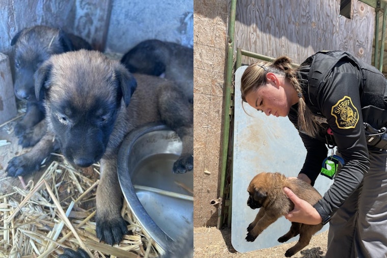 Santa Clara County Deputies Uncover Animal Neglect Case, Dogs Rescued from Poor Living Conditions in San Jose