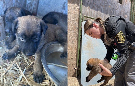 Santa Clara County Deputies Uncover Animal Neglect Case, Dogs Rescued from Poor Living Conditions in San Jose