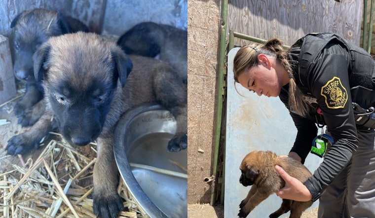 Santa Clara County Deputies Uncover Animal Neglect Case, Dogs Rescued from Poor Living Conditions in San Jose