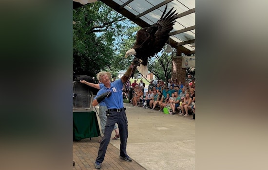 Scorching Heat Grounds Raptor Presentations at Missouri State Fair, Morning Show Still Takes Flight