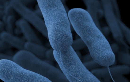 Signs of Relief as Legionnaires' Outbreak in Central Harlem Declines and City Proposes Stricter Regulations