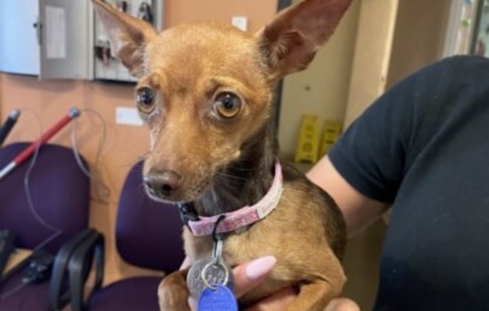 Spring Valley Woman Charged with Animal Cruelty After Video Surfaces of Alleged Mistreatment of Chihuahua