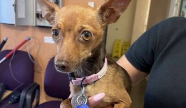 Spring Valley Woman Charged with Animal Cruelty After Video Surfaces of Alleged Mistreatment of Chihuahua