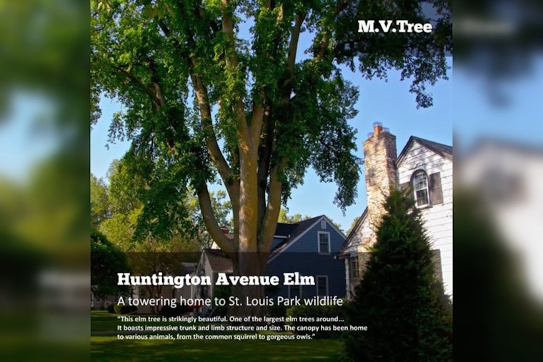 St. Louis Park Celebrates Arboreal Giants in M.V.Tree Competition: Cast Your Vote for the Neighborhood Champion