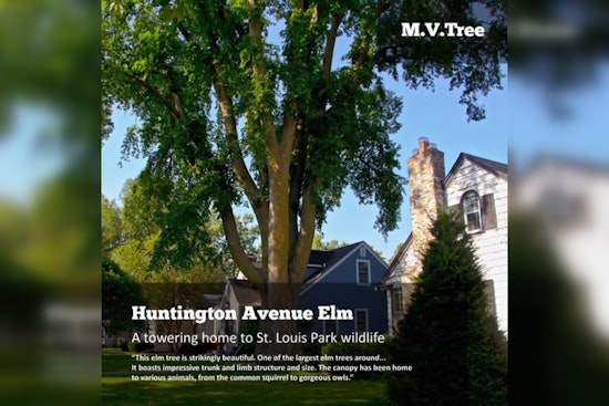 St. Louis Park Celebrates Arboreal Giants in M.V.Tree Competition: Cast Your Vote for the Neighborhood Champion