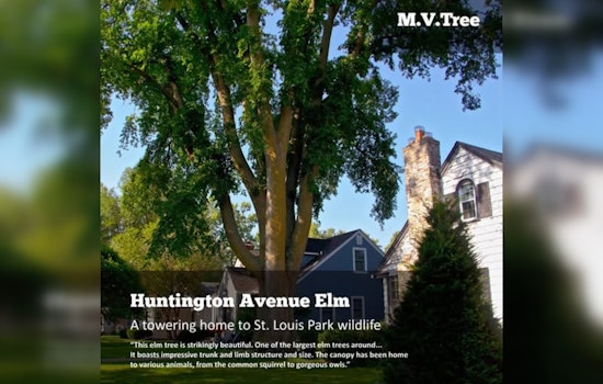 St. Louis Park Celebrates Arboreal Giants in M.V.Tree Competition: Cast Your Vote for the Neighborhood Champion