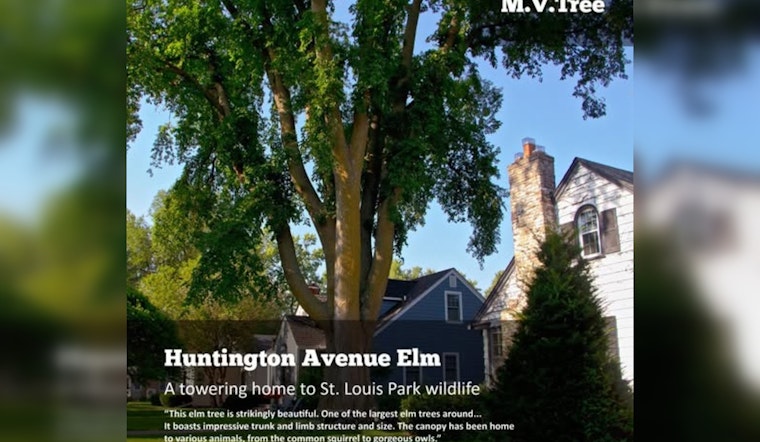 St. Louis Park Celebrates Arboreal Giants in M.V.Tree Competition: Cast Your Vote for the Neighborhood Champion