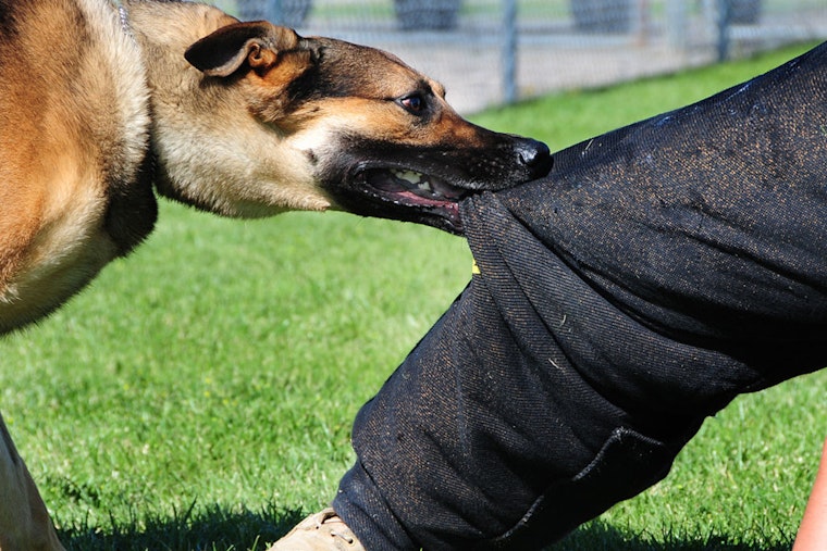 St. Louis Park Hosts Forum to Tackle Rise in Dog Bite Incidents on Rental Properties