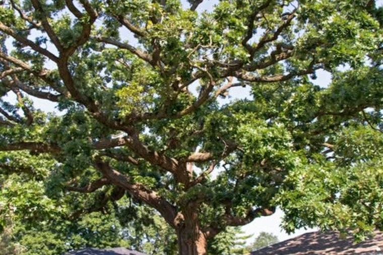 St. Louis Park Residents to Choose Their M.V.Tree: Four Finalists Emerge in the City's Beloved Tree Contest