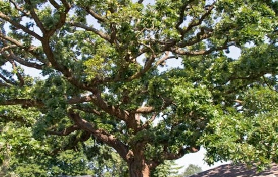 St. Louis Park Residents to Choose Their M.V.Tree: Four Finalists Emerge in the City's Beloved Tree Contest