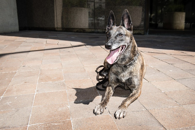Suffolk County Police K-9 Bites Attendee at NYPD Detective’s Bronx Funeral as Department Reviews Incident