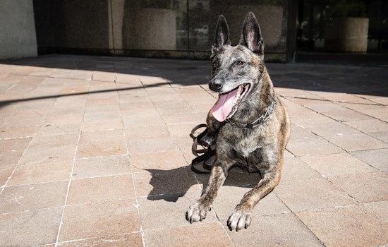 Suffolk County Police K-9 Bites Attendee at NYPD Detective’s Bronx Funeral as Department Reviews Incident