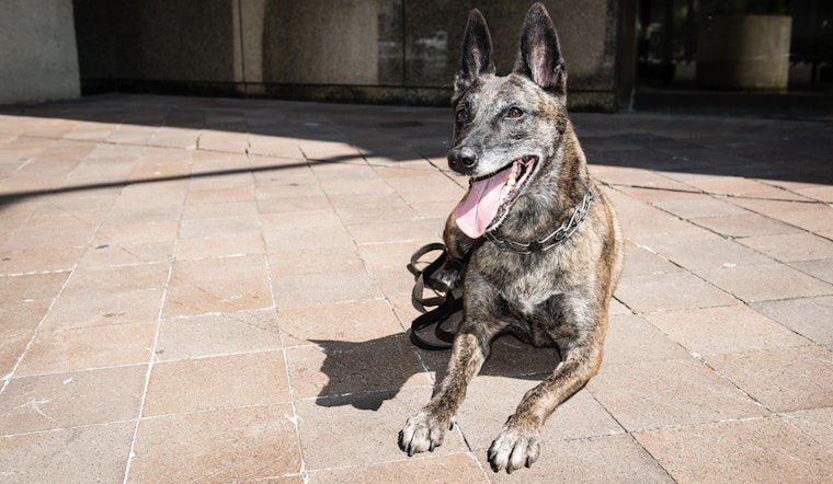 Suffolk County Police K-9 Bites Attendee at NYPD Detective’s Bronx Funeral as Department Reviews Incident
