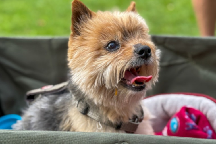 Swanson Dog Park Goes to the Dogs: "Bark in the Park" Delights Pooches and Owners Alike