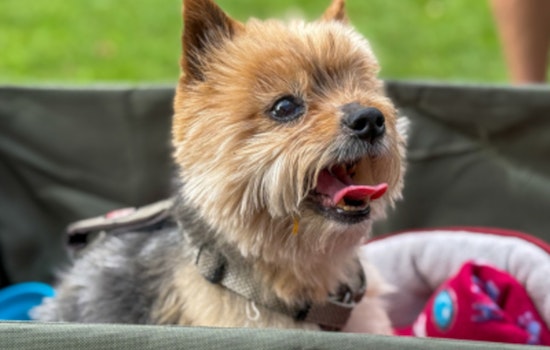 Swanson Dog Park Goes to the Dogs: "Bark in the Park" Delights Pooches and Owners Alike