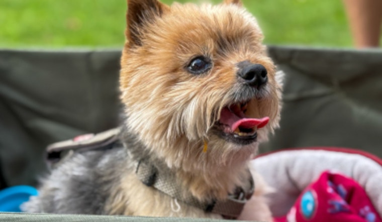 Swanson Dog Park Goes to the Dogs: "Bark in the Park" Delights Pooches and Owners Alike