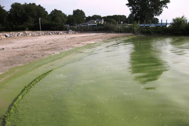 Swim Advisory Persists in Lake Wylie's Boyd's and Snug Harbor Coves Due to Algae Blooms