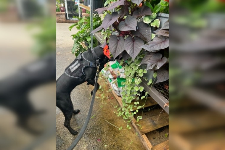 Tennessee Deploys Specially Trained Dogs to Detect Invasive Spotted Lanternfly