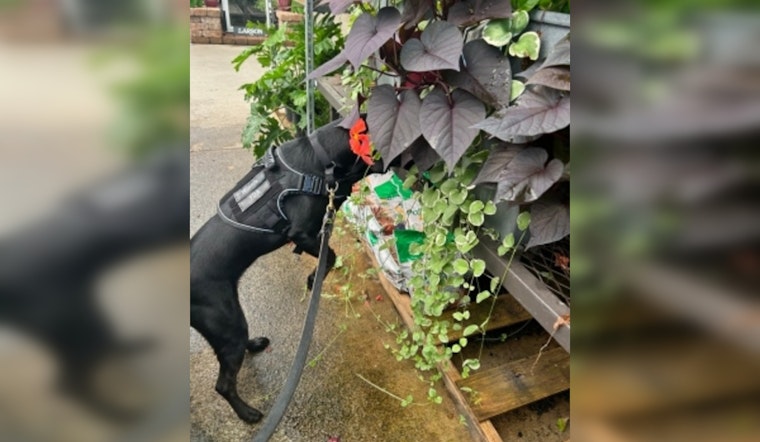 Tennessee Deploys Specially Trained Dogs to Detect Invasive Spotted Lanternfly