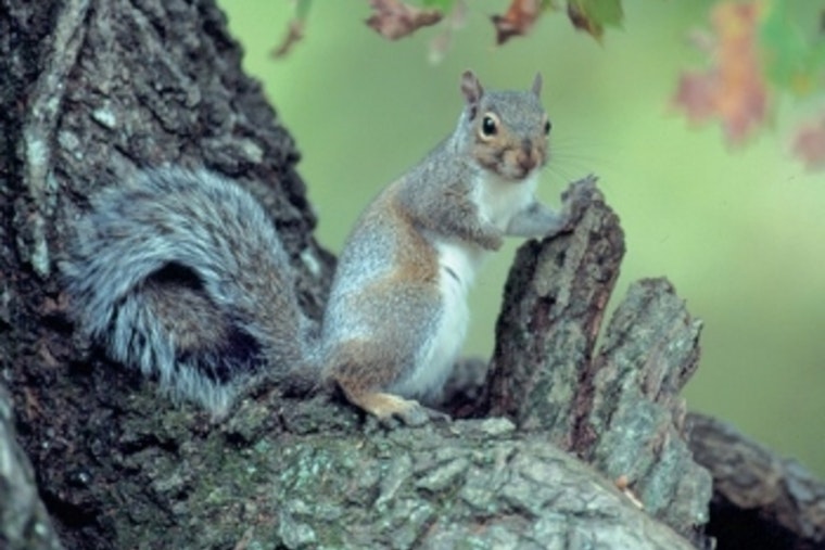 Tennessee Offers License-Free Hunting on August 23 to Celebrate Squirrel Season Opener