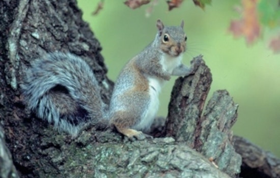 Tennessee Offers License-Free Hunting on August 23 to Celebrate Squirrel Season Opener