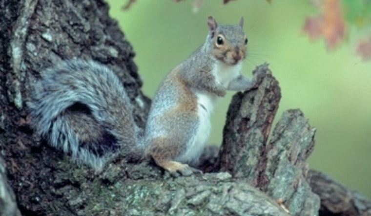 Tennessee Offers License-Free Hunting on August 23 to Celebrate Squirrel Season Opener