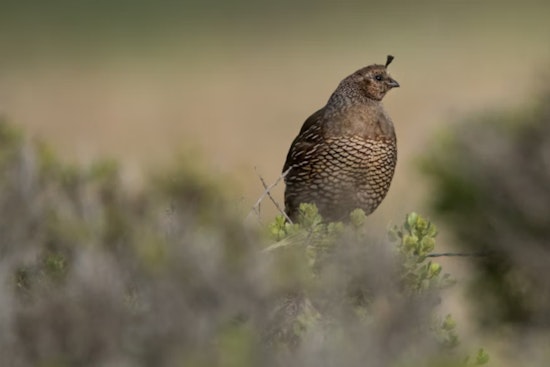 Tennessee Wildlife Resources Agency Opens Applications for Sandhill Crane and Bobwhite Quail Quota Hunts
