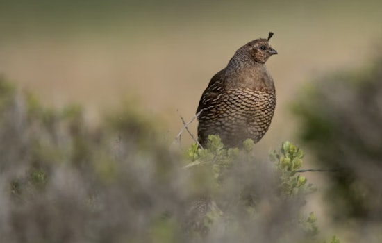 Tennessee Wildlife Resources Agency Opens Applications for Sandhill Crane and Bobwhite Quail Quota Hunts