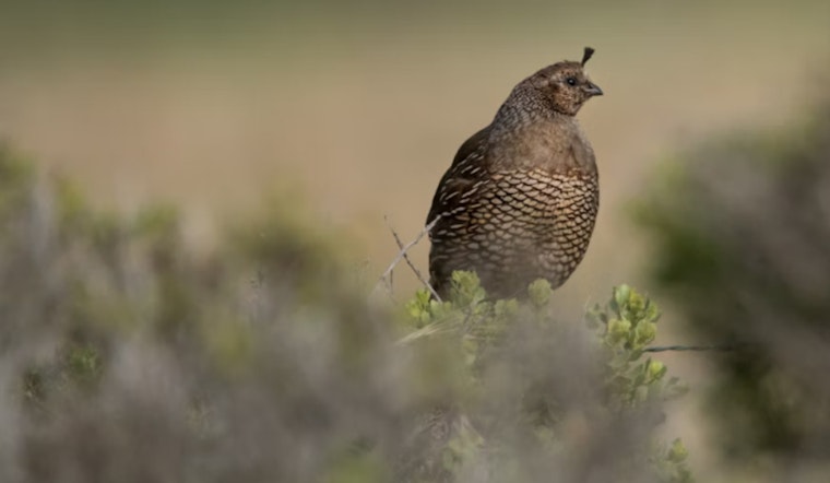 Tennessee Wildlife Resources Agency Opens Applications for Sandhill Crane and Bobwhite Quail Quota Hunts