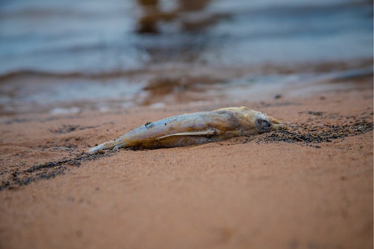 Thousands of Dead Fish Appear on Shores of Lake Erie, Hypoxic Upwelling Identified as Cause