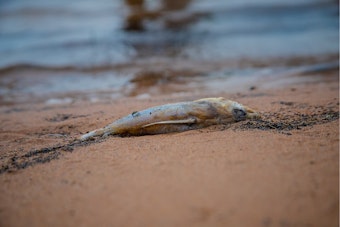 Thousands of Dead Fish Appear on Shores of Lake Erie, Hypoxic Upwelling Identified as Cause