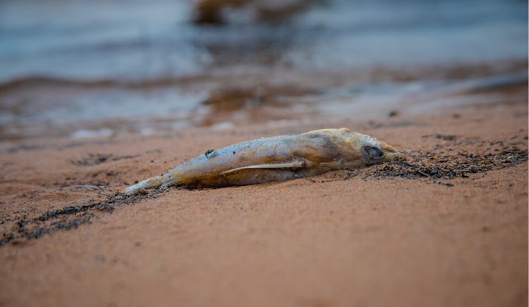 Thousands of Dead Fish Appear on Shores of Lake Erie, Hypoxic Upwelling Identified as Cause