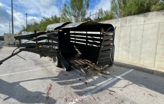 Two Arrested in San Antonio for Abandoning Injured Horse, Face Animal Cruelty and Other Charges