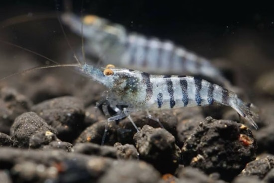 Two Grand Caillou Men Cited for Alleged Illegal Shrimping in Terrebonne Parish Ahead of Season Opening