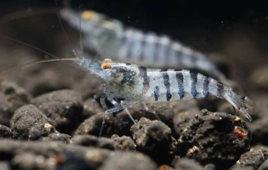 Two Grand Caillou Men Cited for Alleged Illegal Shrimping in Terrebonne Parish Ahead of Season Opening