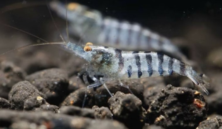 Two Grand Caillou Men Cited for Alleged Illegal Shrimping in Terrebonne Parish Ahead of Season Opening
