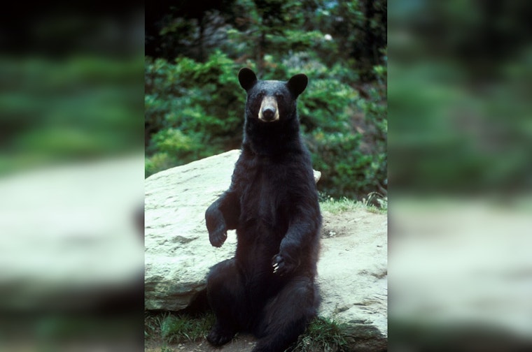 TWRA Probes Alleged Bear Feeding in West Knoxville Amid Community Safety Concerns