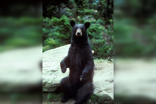 TWRA Probes Alleged Bear Feeding in West Knoxville Amid Community Safety Concerns